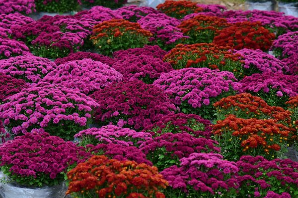 How can community engagement enhance the effectiveness of local government initiatives?